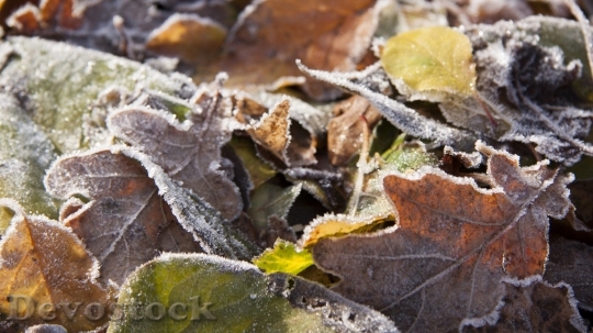Devostock Autumn frosty leaves photo stock  (7)