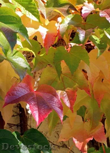Devostock Autumn nature tree leaves  (1)