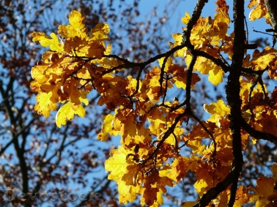 Devostock Autumn nature tree leaves  (10)