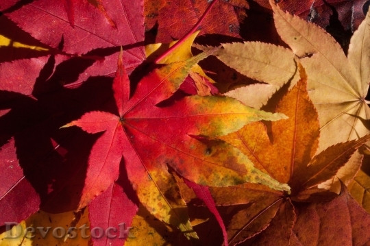Devostock Autumn nature tree leaves  (100)