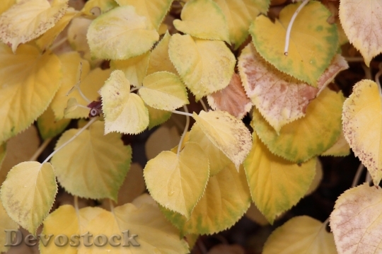 Devostock Autumn nature tree leaves  (101)