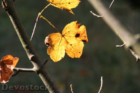 Devostock Autumn nature tree leaves  (103)
