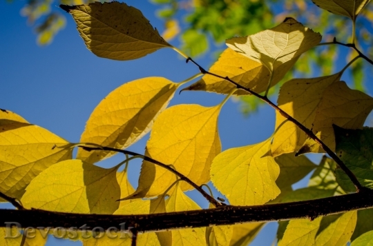 Devostock Autumn nature tree leaves  (104)