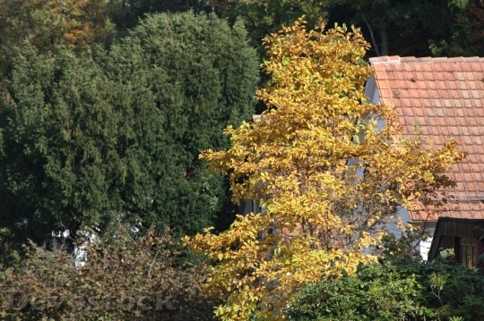 Devostock Autumn nature tree leaves  (108)