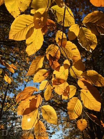 Devostock Autumn nature tree leaves  (109)