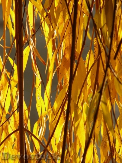 Devostock Autumn nature tree leaves  (11)