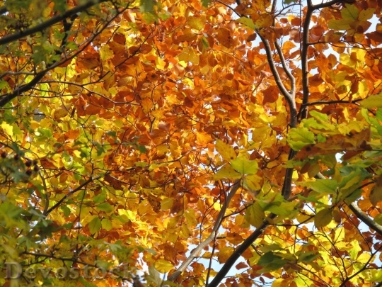 Devostock Autumn nature tree leaves  (110)