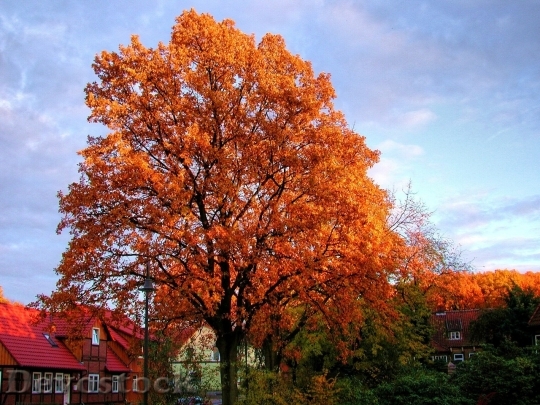 Devostock Autumn nature tree leaves  (111)