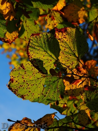 Devostock Autumn nature tree leaves  (116)