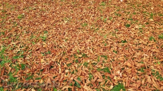 Devostock Autumn nature tree leaves  (119)