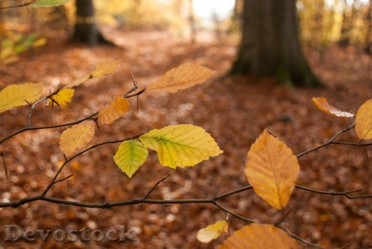 Devostock Autumn nature tree leaves  (124)