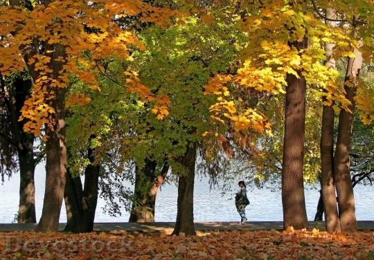 Devostock Autumn nature tree leaves  (125)