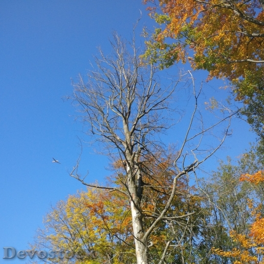 Devostock Autumn nature tree leaves  (130)