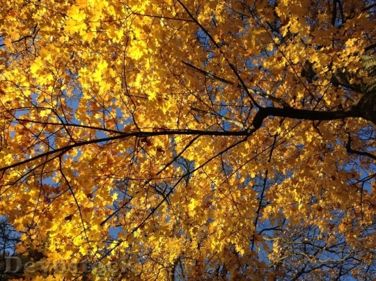 Devostock Autumn nature tree leaves  (135)