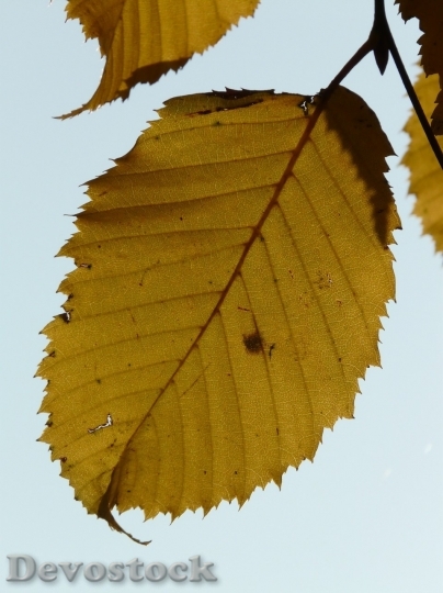 Devostock Autumn nature tree leaves  (14)