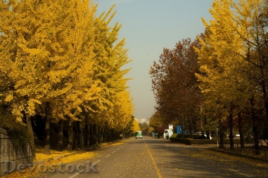 Devostock Autumn nature tree leaves  (141)