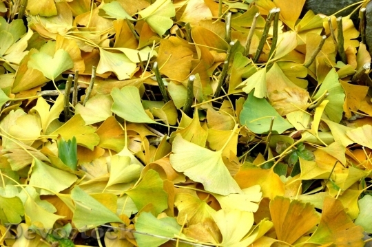 Devostock Autumn nature tree leaves  (143)