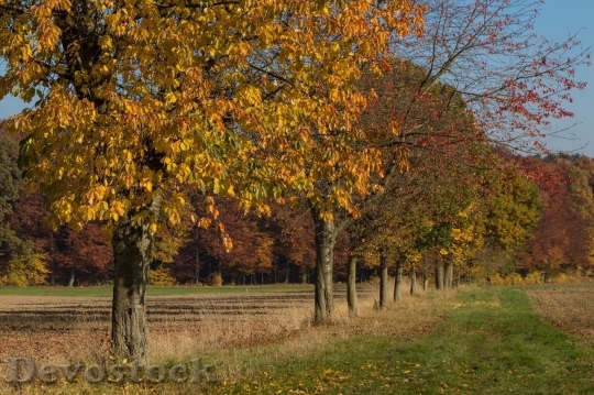 Devostock Autumn nature tree leaves  (144)