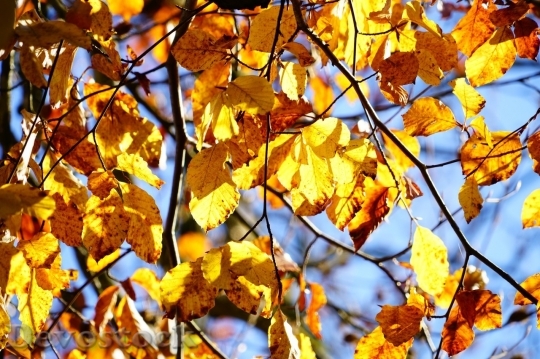 Devostock Autumn nature tree leaves  (152)