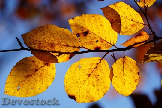 Devostock Autumn nature tree leaves  (153)