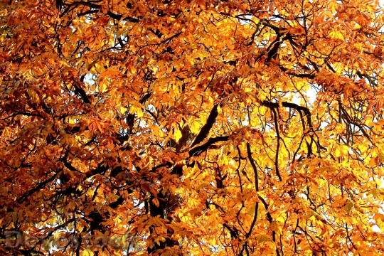 Devostock Autumn nature tree leaves  (154)