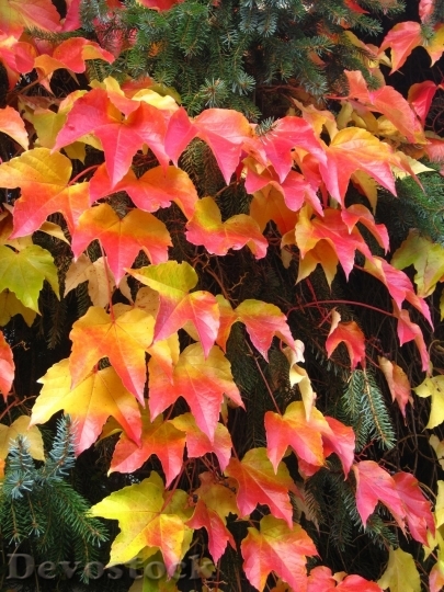 Devostock Autumn nature tree leaves  (156)