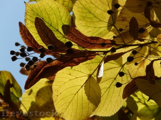 Devostock Autumn nature tree leaves  (16)