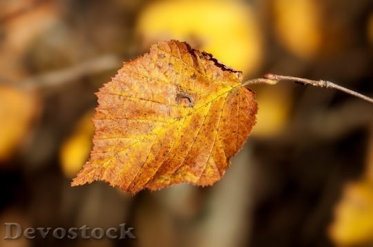 Devostock Autumn nature tree leaves  (160)