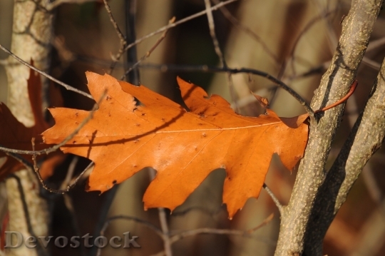Devostock Autumn nature tree leaves  (161)