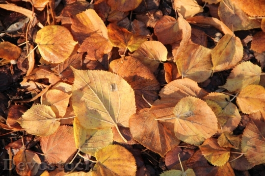 Devostock Autumn nature tree leaves  (164)