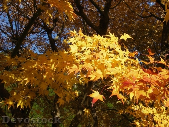 Devostock Autumn nature tree leaves  (166)