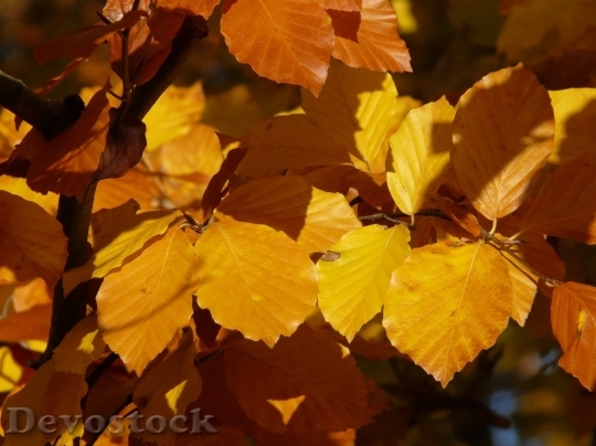 Devostock Autumn nature tree leaves  (17)
