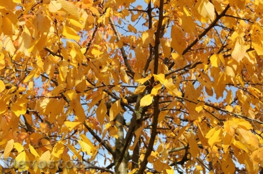 Devostock Autumn nature tree leaves  (176)