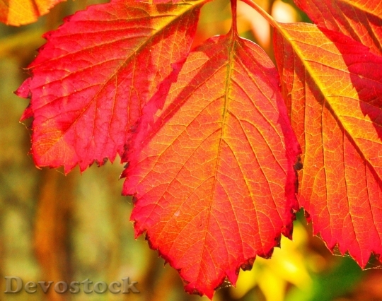 Devostock Autumn nature tree leaves  (178)