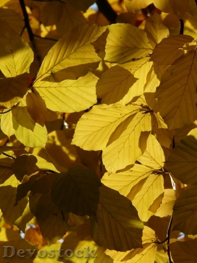Devostock Autumn nature tree leaves  (18)