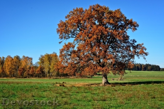Devostock Autumn nature tree leaves  (184)