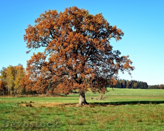 Devostock Autumn nature tree leaves  (185)