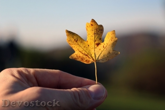 Devostock Autumn nature tree leaves  (186)