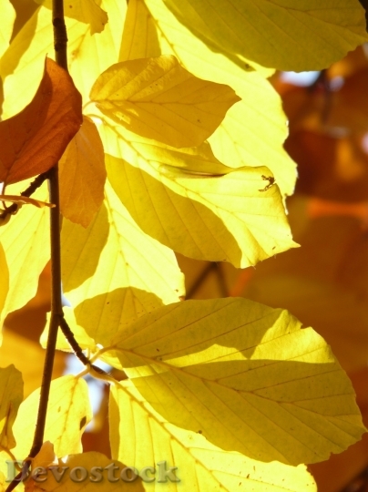 Devostock Autumn nature tree leaves  (19)
