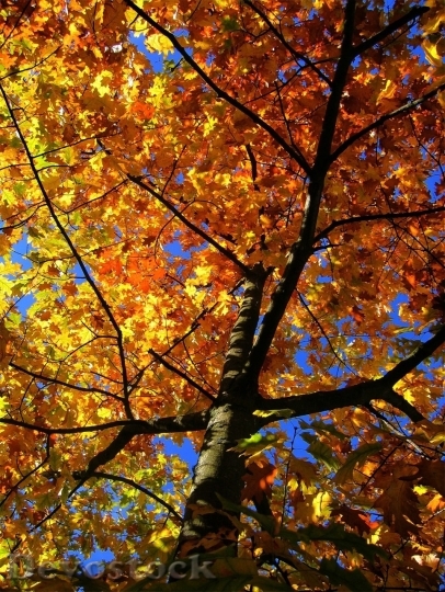 Devostock Autumn nature tree leaves  (190)
