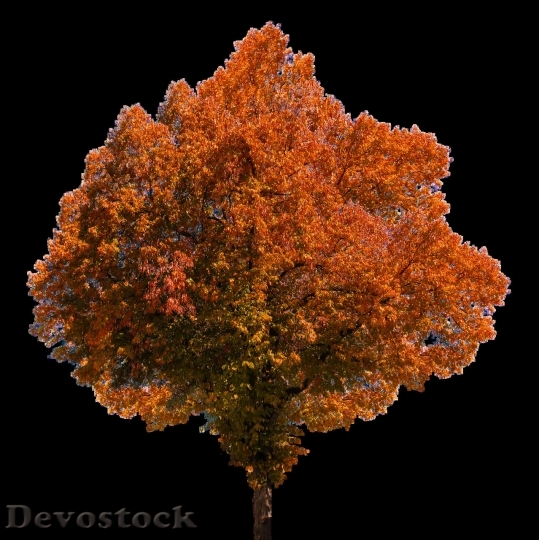 Devostock Autumn nature tree leaves  (194)
