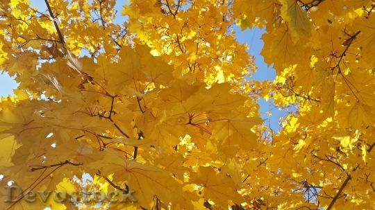 Devostock Autumn nature tree leaves  (198)