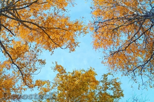 Devostock Autumn nature tree leaves  (199)