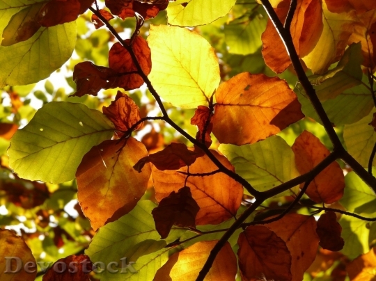 Devostock Autumn nature tree leaves  (2)
