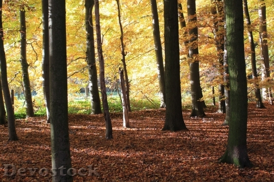Devostock Autumn nature tree leaves  (202)