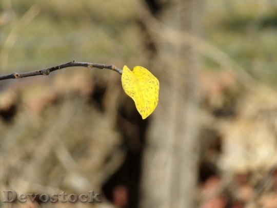 Devostock Autumn nature tree leaves  (203)