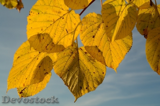 Devostock Autumn nature tree leaves  (205)
