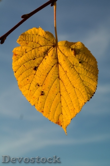 Devostock Autumn nature tree leaves  (206)