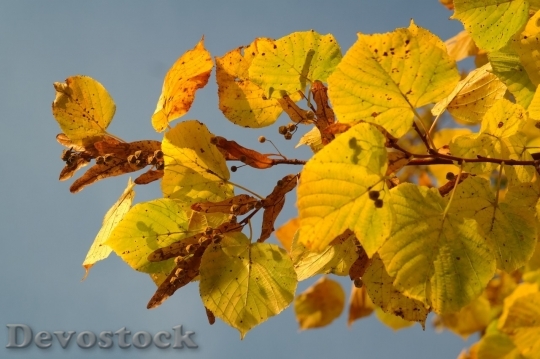 Devostock Autumn nature tree leaves  (207)