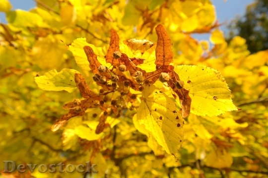Devostock Autumn nature tree leaves  (208)
